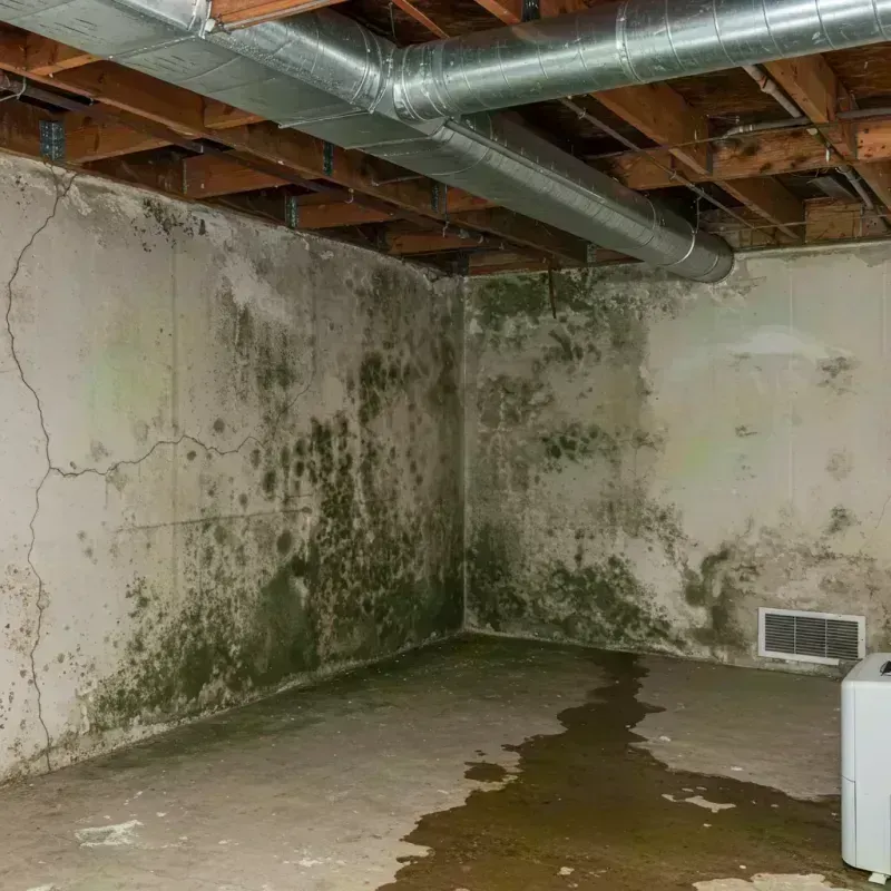 Professional Mold Removal in Brooktrails, CA